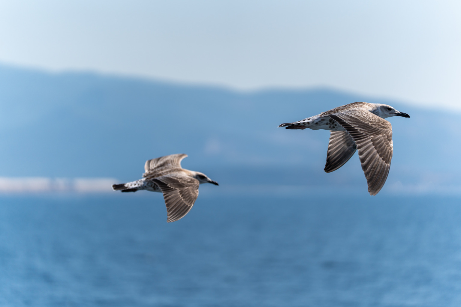 Möwen segeln im Kielwasser der Fähre nach Thassos