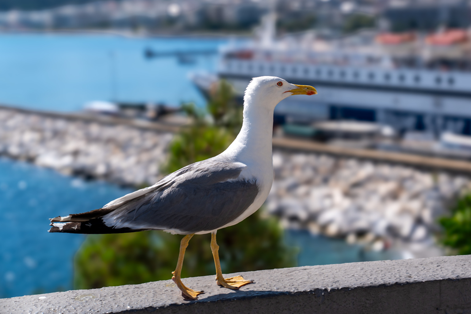 Eine Möwe am Aufgang zur Festung Panagia